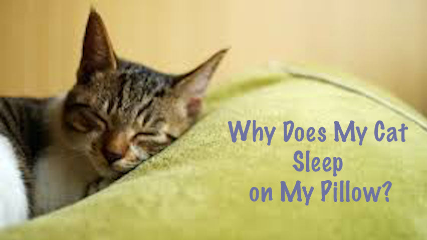 Why Do Cats Sleep on Your Pillow,