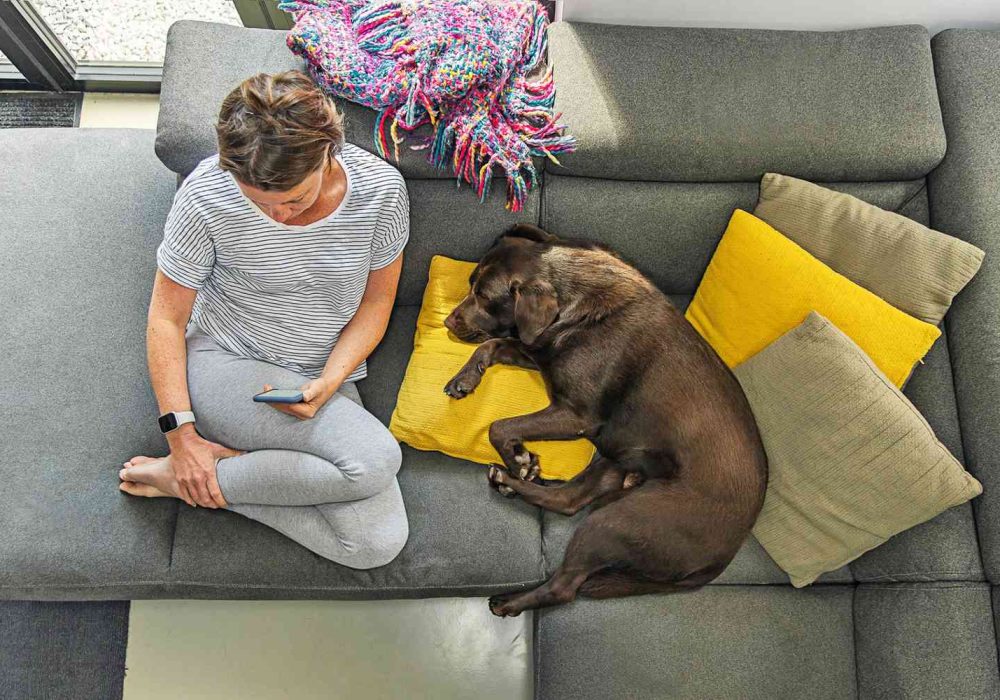 Why Does Dog Lick Pillow,