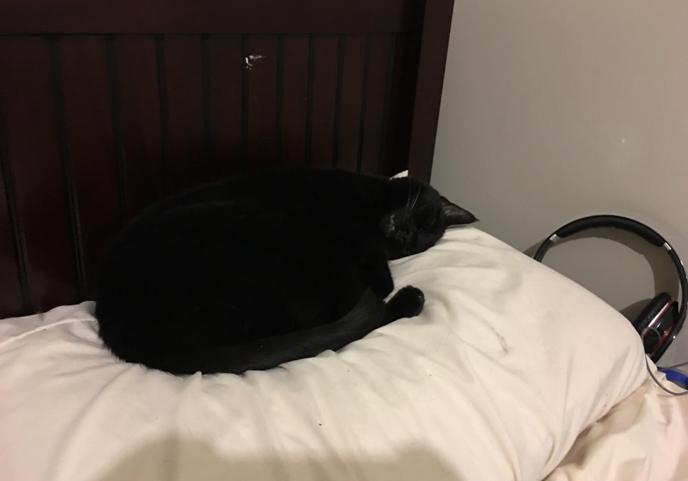 Why Does My Cat Sleep on My Pillow,