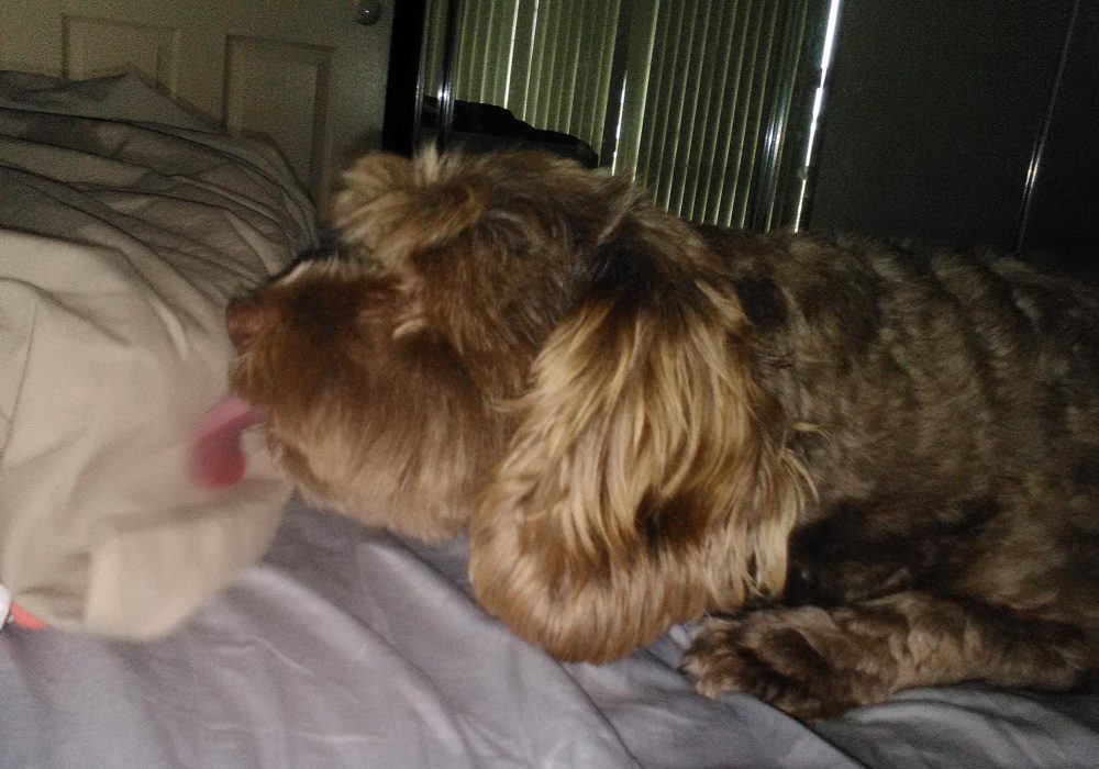 Why Does My Dog Lick My Pillow,