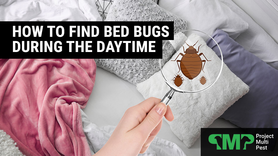 How To Check Your Mattress For Bed Bugs