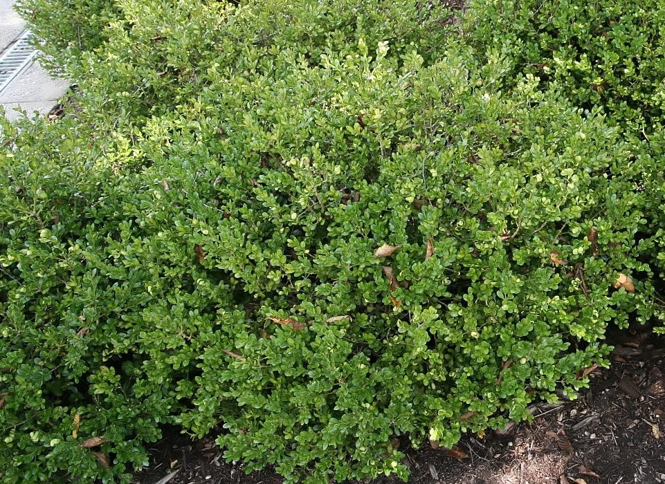 Green Pillow Overview